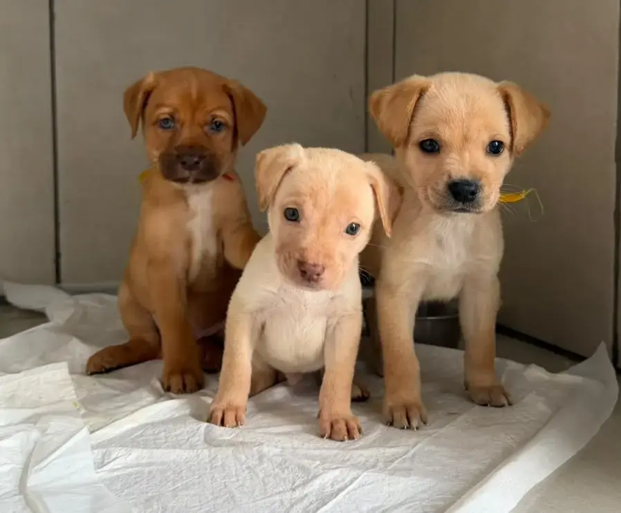 Fujama promove feira de adoção de cães e gatos
