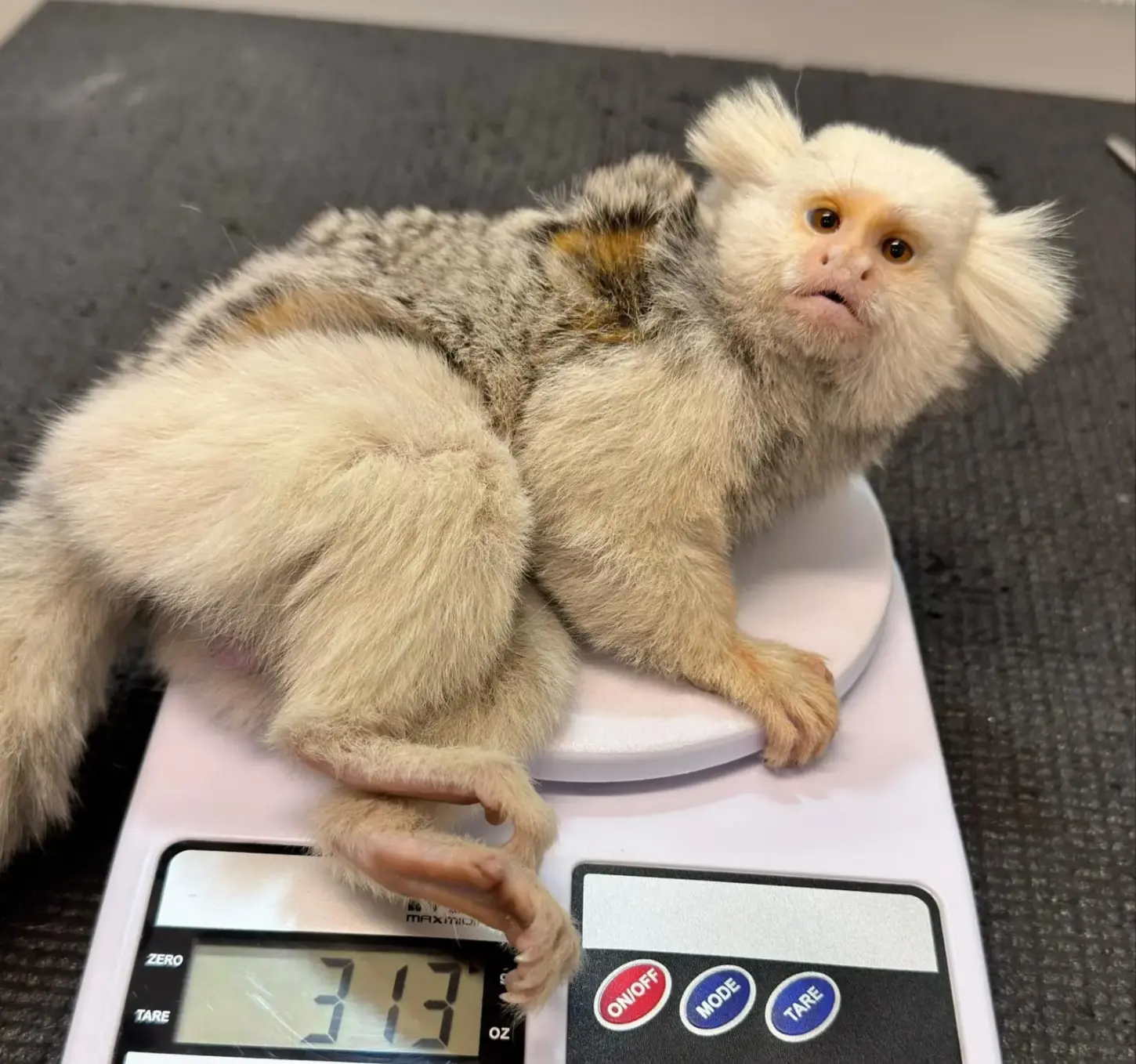 Fujama resgata sagui com anomalia genética rara em Jaraguá do Sul