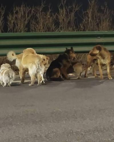 MPSC apura uso de veículo oficial de Campos Novos para levar cães comunitários para outras cidades