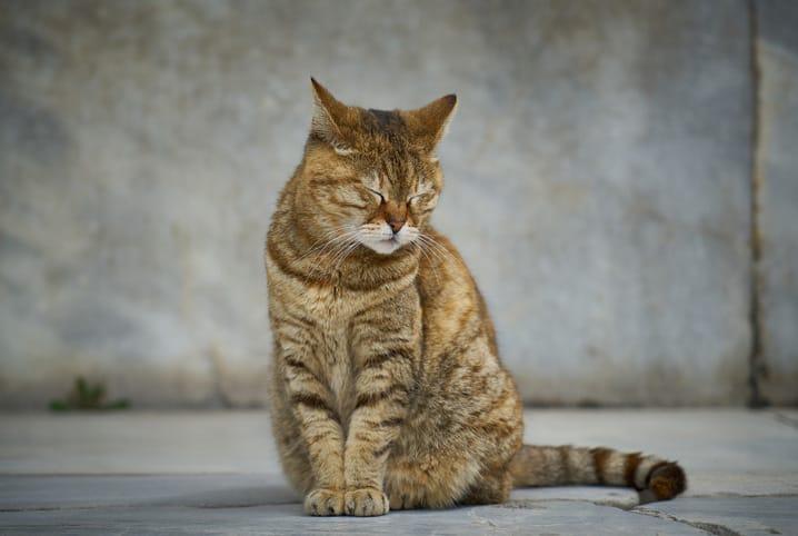 Polícia Civil cumpre mandados de busca e apreensão em residências de mulher investigada por ter envenenado 11 gatos em Navegantes
