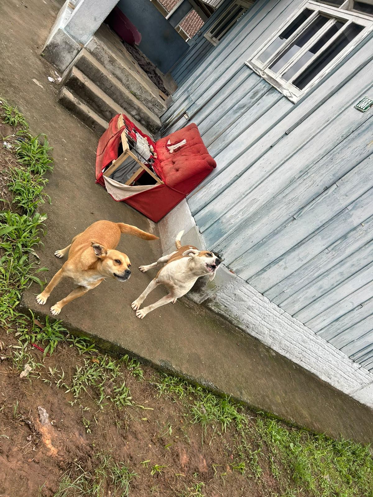 Polícia Civil prende prende tutora em flagrante por abandono e maus-tratos a cães em Blumenau