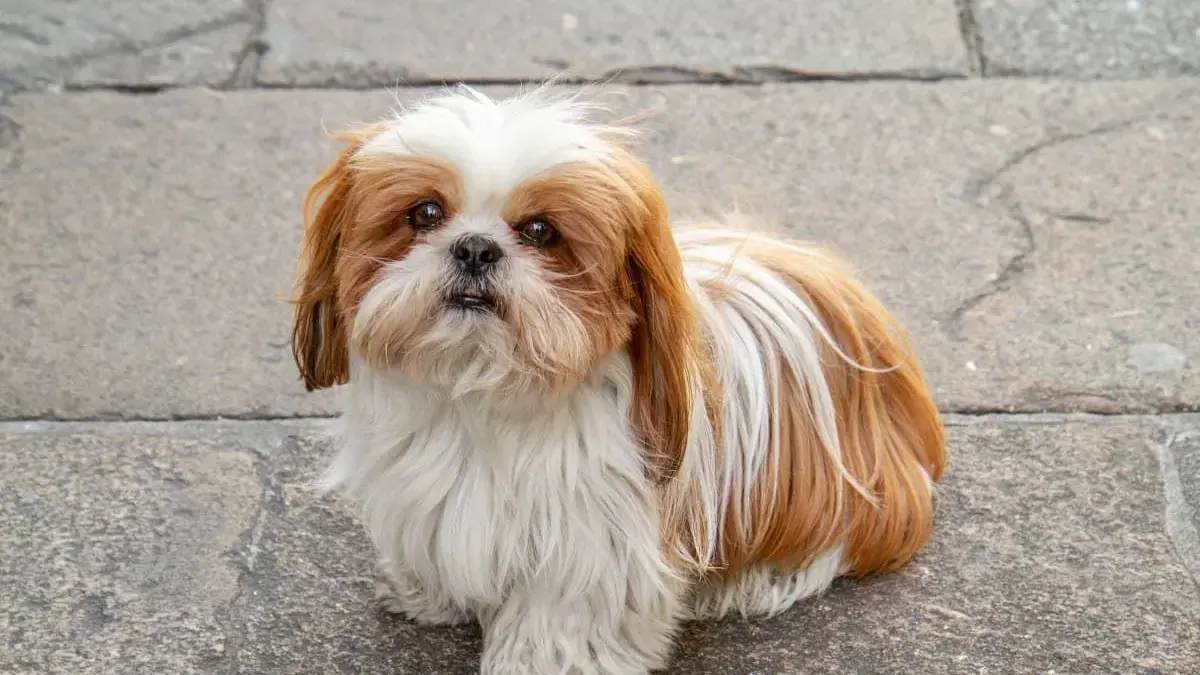 Mulher é condenada por mandar matar cachorro da própria filha em Jaraguá do Sul