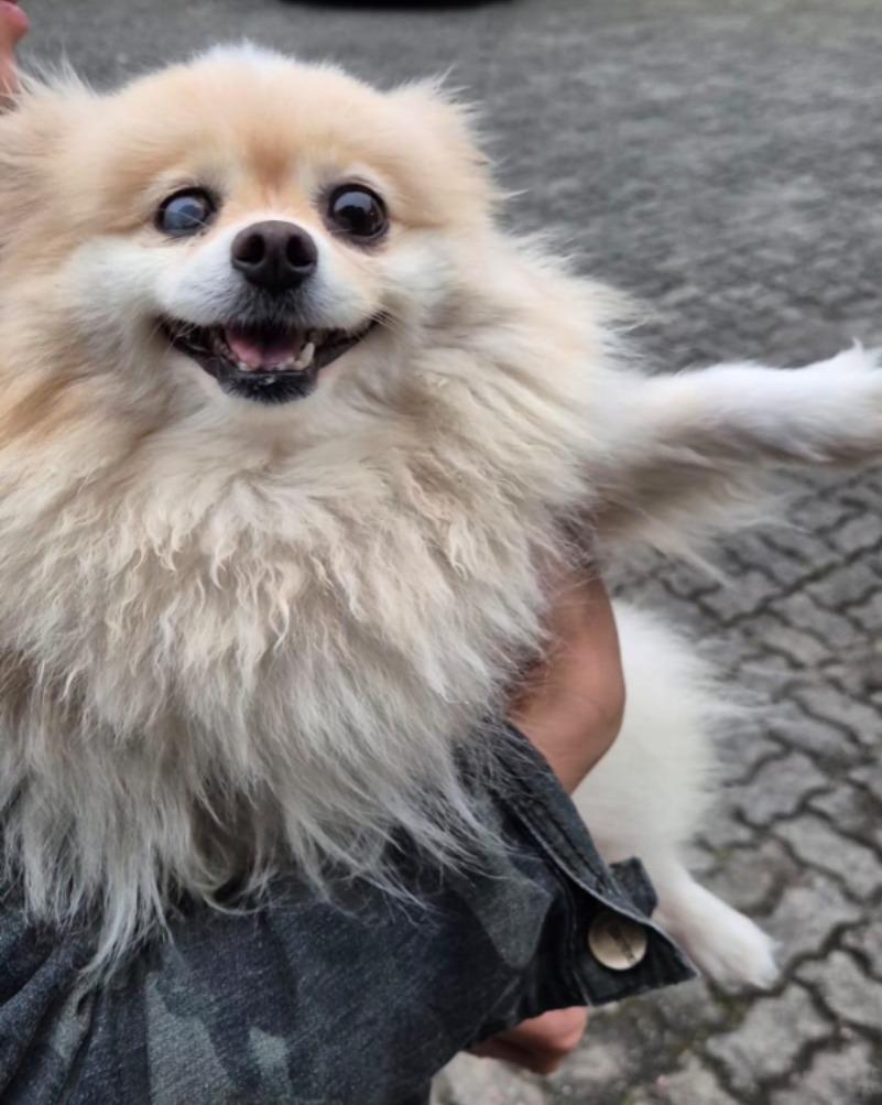 Polícia Civil recupera cão da raça Lulu da Pomerânia furtado e prende suspeito por receptação em Joinville