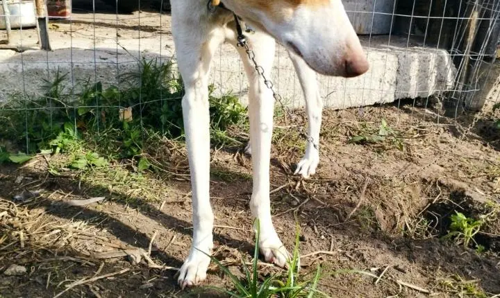 Ação conjunta resulta na apreensão de 36 aves e um cão em Florianópolis