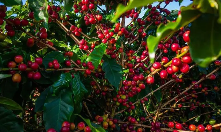EUA definem exceções no novo tarifaço sobre produtos brasileiros