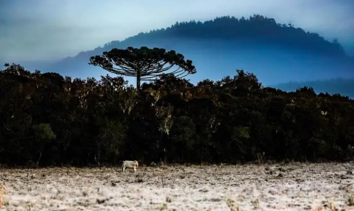 Inverno começou com onda de frio intenso em Santa Catarina