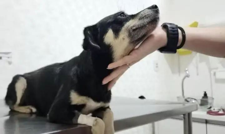 MPSC ajuíza ação penal contra mulher por enterrar cachorra viva em Joinville