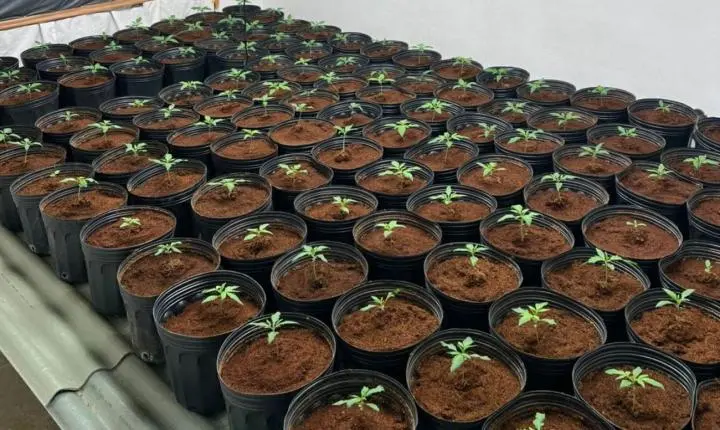 Polícia Civil apreende plantas de maconha e identifica furto de energia em Blumenau