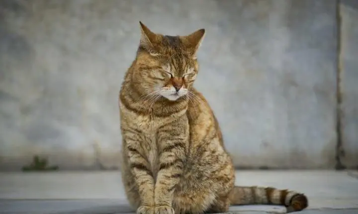 Polícia Civil cumpre mandados de busca e apreensão em residências de mulher investigada por ter envenenado 11 gatos em Navegantes
