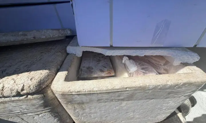 Polícia Civil deflagrou “Operação Dead Fish” e apreende 470 kg de pescados impróprios para consumo na Capital