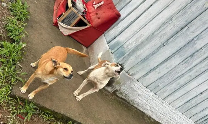 Polícia Civil prende prende tutora em flagrante por abandono e maus-tratos a cães em Blumenau