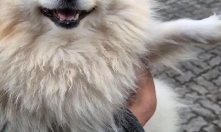 Polícia Civil recupera cão da raça Lulu da Pomerânia furtado e prende suspeito por receptação em Joinville